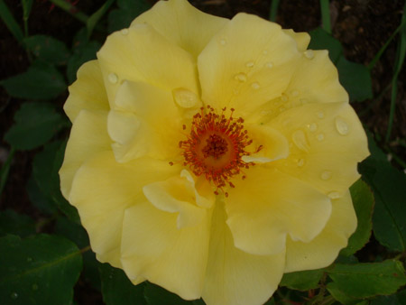Rosa 'Laura Ford'