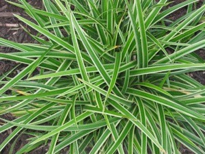 Carex morowii 'Variegata'